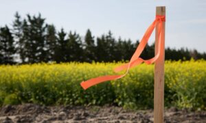 Wooden stake with ribbon marking a boundary line survey on a property